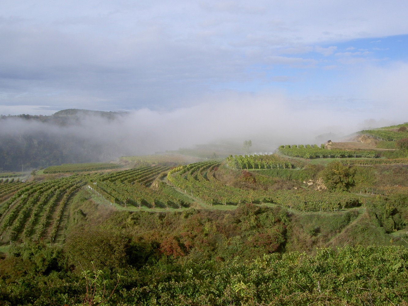 Nebelige Weingartenterasse.JPG
